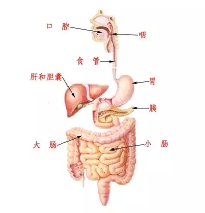 消化系统疾病：慢性胃炎胃溃疡引起的胃胀、胃酸、胃痛等，胃肠功能紊乱，慢性腹泻等